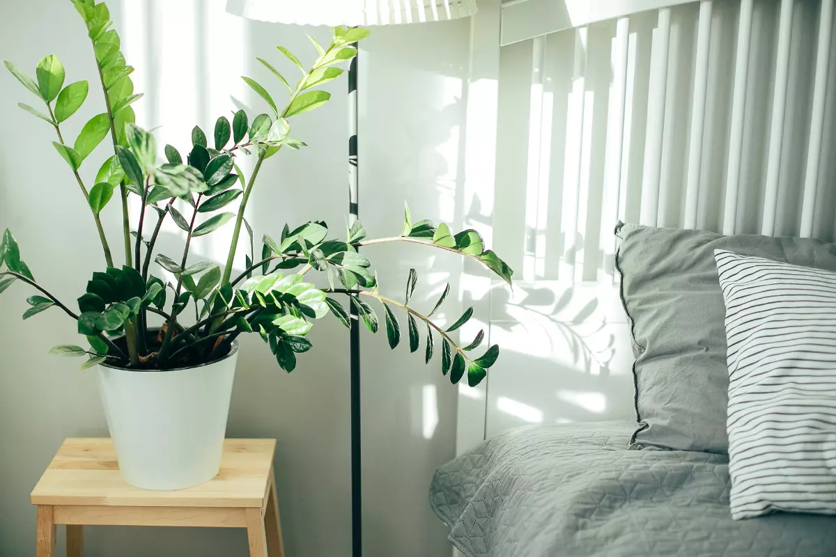 Conheça o estilo Urban Jungle e deixe sua casa aconchegante e mais verde! zamioculca em vaso ao lado de uma cama.