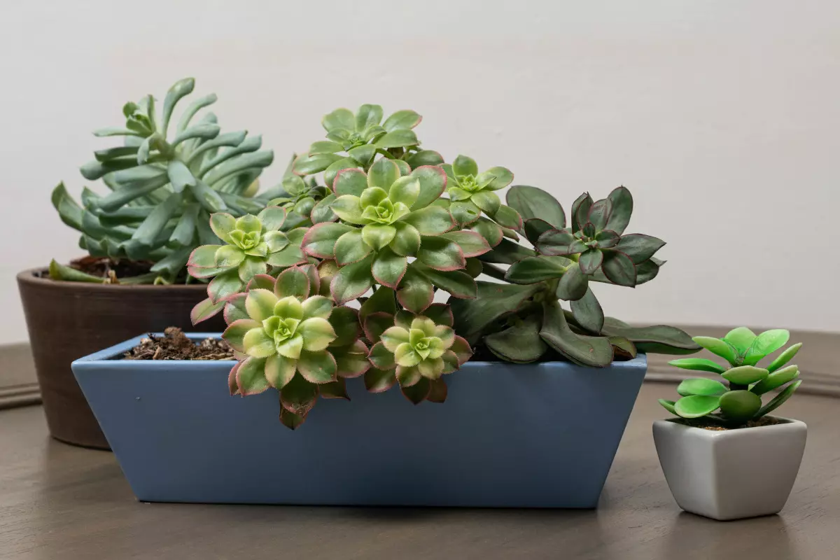 Conheça o estilo Urban Jungle e deixe sua casa aconchegante e mais verde! vaso com várias suculentas.