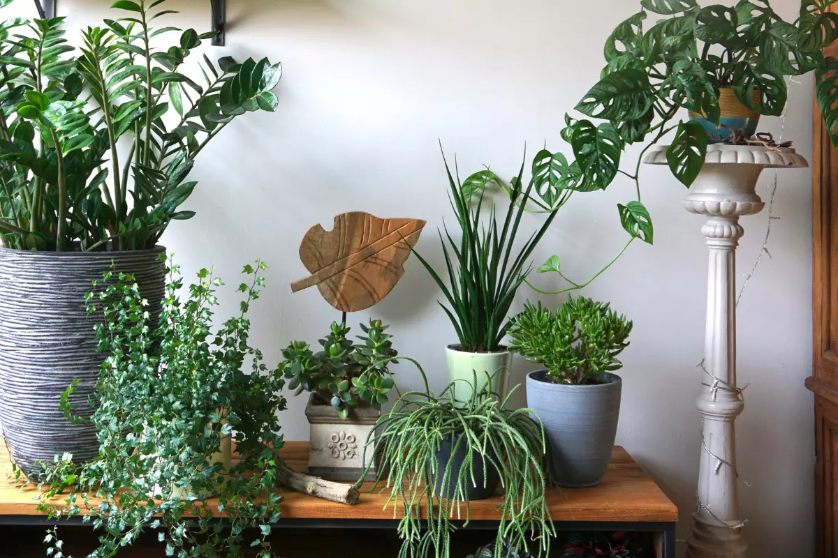 Conheça o estilo Urban Jungle e deixe sua casa aconchegante e mais verde! móvel com várias plantas. Imagem ilustrativa para texto urban jungle.