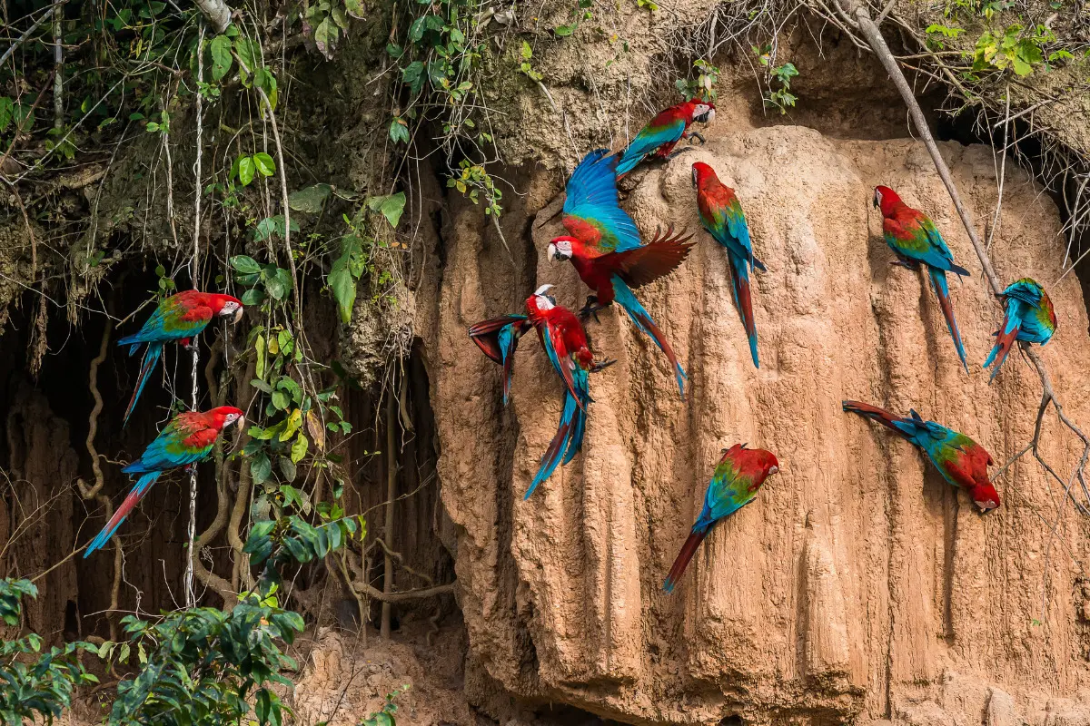 Araras em floresta. Imagem ilustrativa para texto dia da amazônia.
