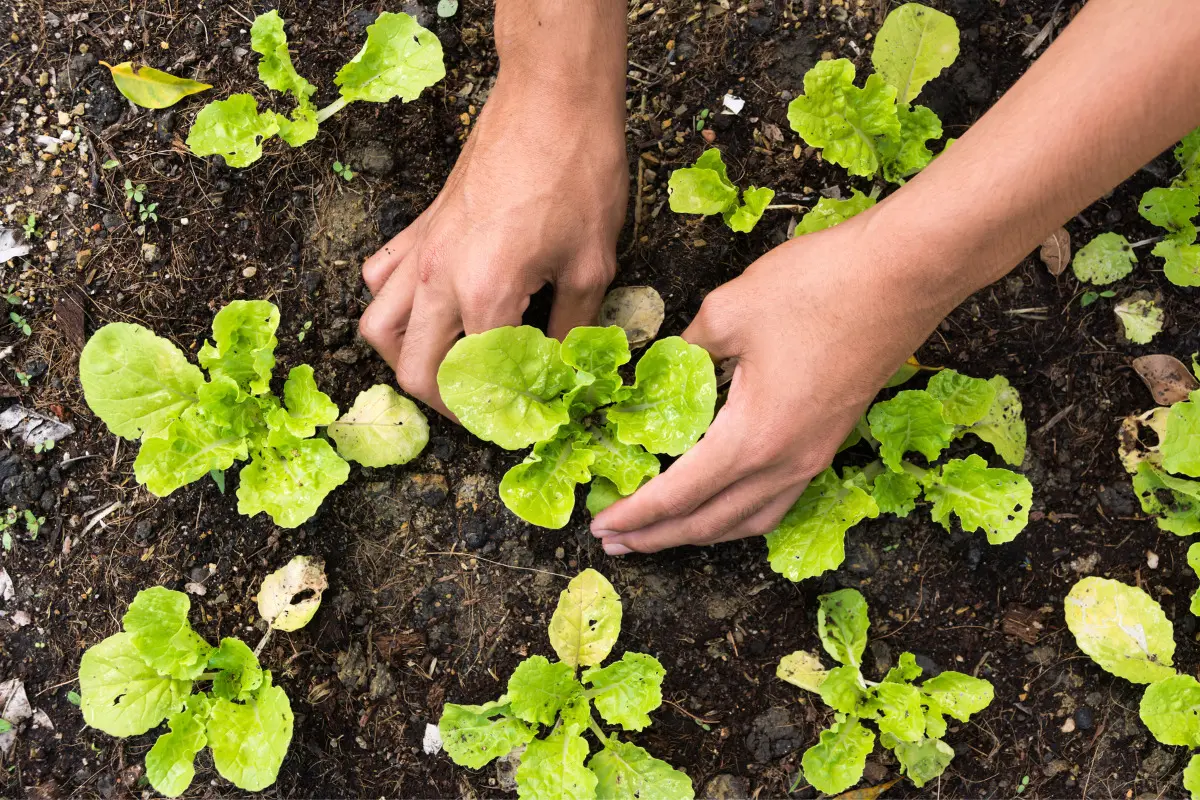 Conheça mais sobre a horta comunitária, seus benefĂcios e como criar a sua horta comunitária (2)