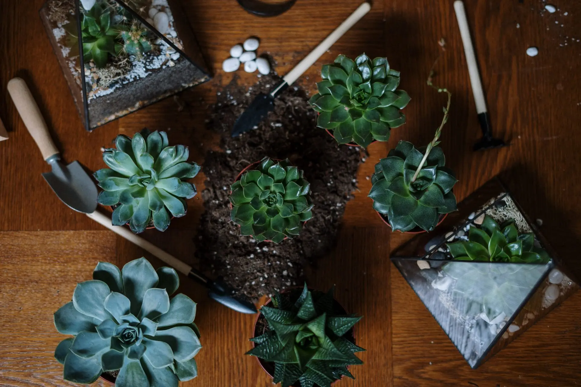 Como fazer um terrário: confira o passo a passo Riva Incorporadora