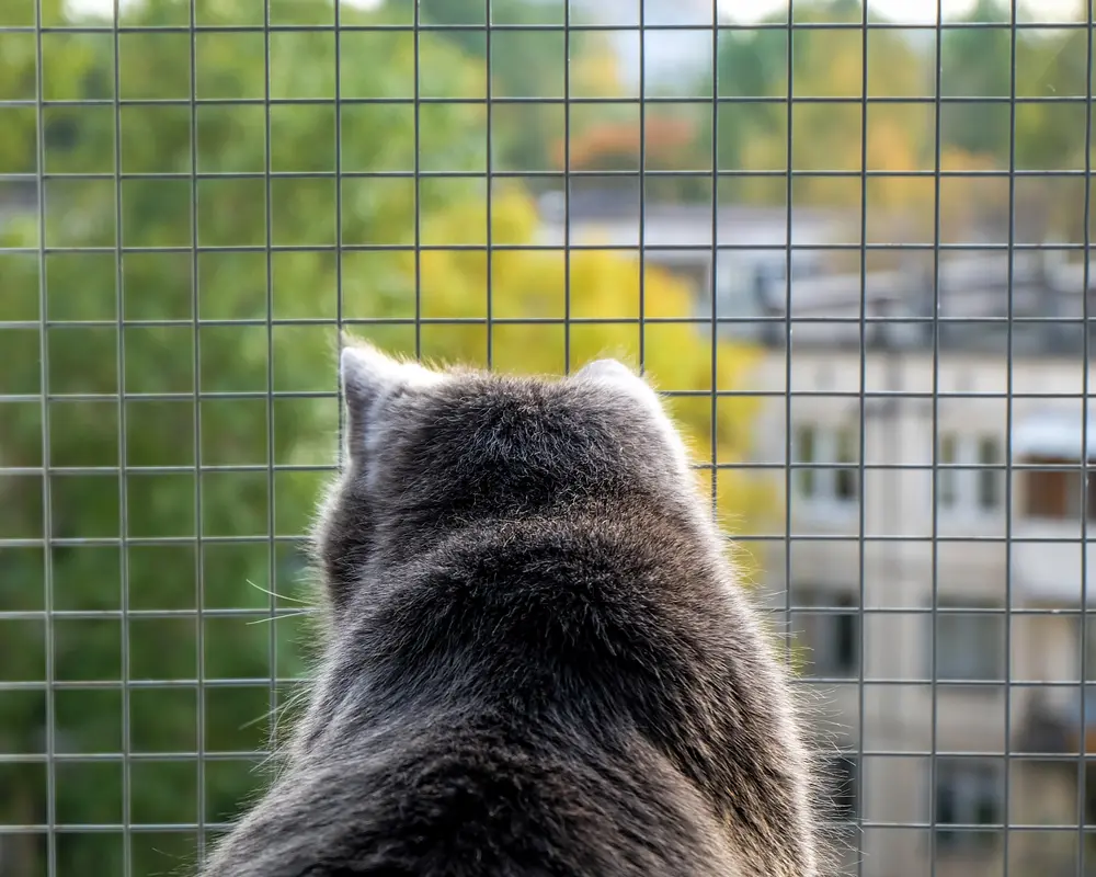 Tela de proteção: segurança e tranquilidade para o seu lar Gato cinza na janela com tela de aço inoxidável