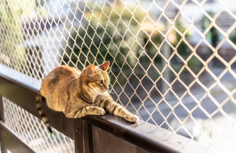 Tela de proteção: segurança e tranquilidade para o seu lar Gato em uma sacada com tela de proteção polietileno