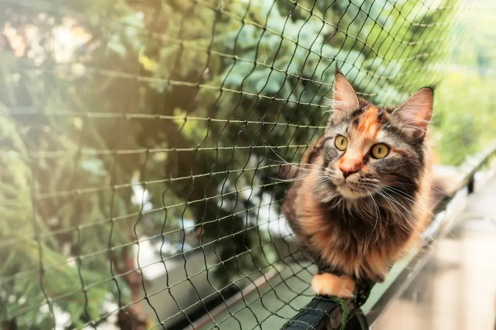 Tela de proteção: segurança e tranquilidade para o seu lar Gato em uma janela com tela de proteção poliamida